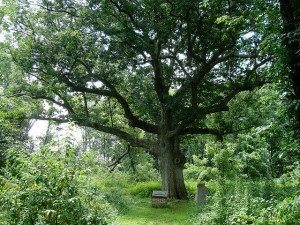 sacred-oak