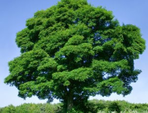 sycamore-tree 1a