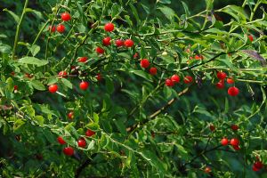 plant-Huckleberry-Red