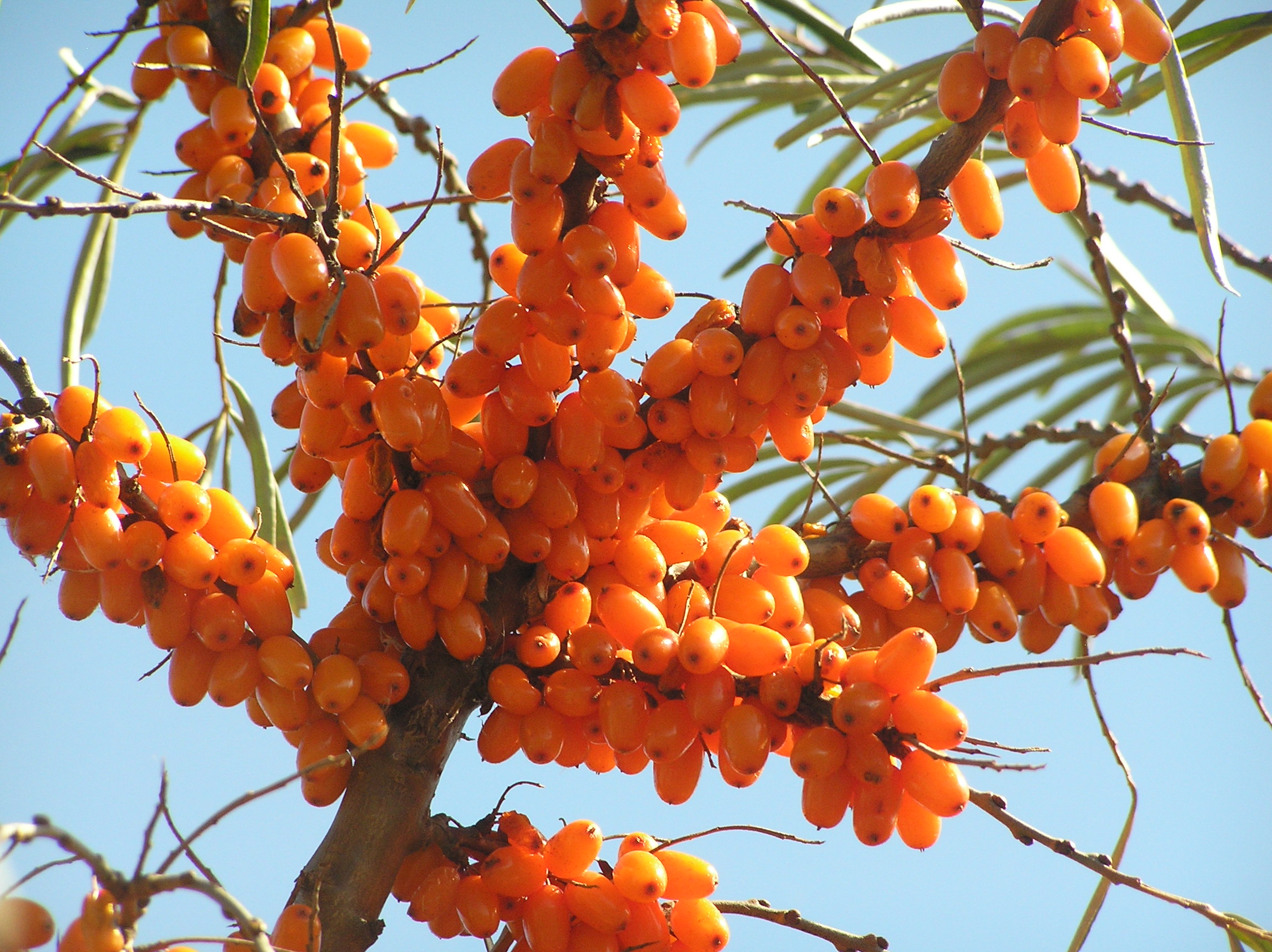 Live A New Way Jiovi The Importance Of Pruning Sea Buckthorn