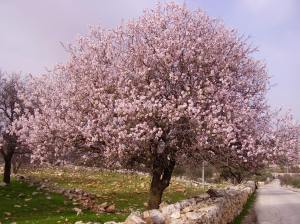 Almond-Tree