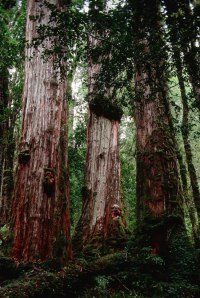 oldest-trees