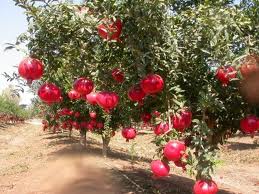 pomegranate111